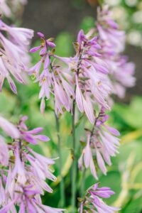Late_Summer_Mountain_Maine_Wedding_Photography_Sunday_River_Jordan_Hotel